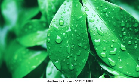 Closeup nature view of green leaf on blurred greenery background in garden with copy space using as background natural green plants landscape, ecology. Blurred green bokeh nature abstract background - Shutterstock ID 1421741888