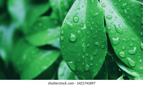 Closeup nature view of green leaf on blurred greenery background in garden with copy space using as background natural green plants landscape, ecology. Blurred green bokeh nature abstract background - Shutterstock ID 1421741897
