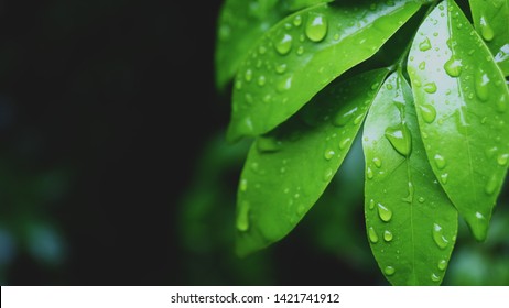 Closeup nature view of green leaf on blurred greenery background in garden with copy space using as background natural green plants landscape, ecology. Blurred green bokeh nature abstract background - Shutterstock ID 1421741912