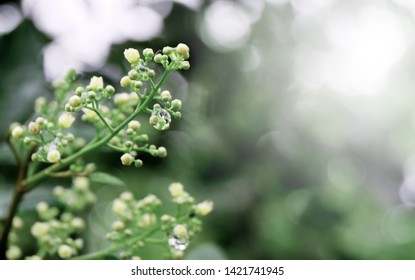 Closeup nature view of green leaf on blurred greenery background in garden with copy space using as background natural green plants landscape, ecology. Blurred green bokeh nature abstract background - Shutterstock ID 1421741945
