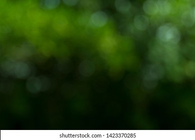 Closeup nature view of green leaf on blurred greenery background in garden with copy space using as background natural green plants landscape, ecology. Blurred green bokeh nature abstract background - Shutterstock ID 1423370285
