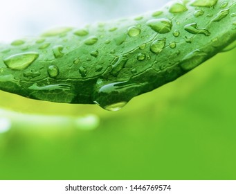 Closeup nature view of green leaf on blurred greenery background in garden with copy space using as background natural green plants landscape, ecology. Blurred green bokeh nature abstract background - Shutterstock ID 1446769574
