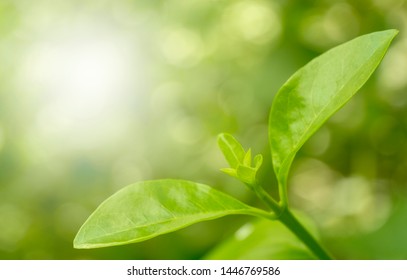 Closeup nature view of green leaf on blurred greenery background in garden with copy space using as background natural green plants landscape, ecology. Blurred green bokeh nature abstract background - Shutterstock ID 1446769586