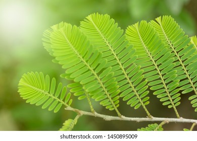Closeup nature view of green leaf on blurred greenery background in garden with copy space using as background natural green plants landscape, ecology. Blurred green bokeh nature abstract background - Shutterstock ID 1450895009