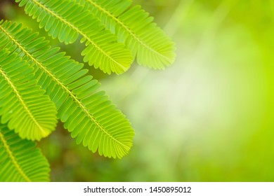 Closeup nature view of green leaf on blurred greenery background in garden with copy space using as background natural green plants landscape, ecology. Blurred green bokeh nature abstract background - Shutterstock ID 1450895012