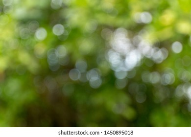 Closeup nature view of green leaf on blurred greenery background in garden with copy space using as background natural green plants landscape, ecology. Blurred green bokeh nature abstract background - Shutterstock ID 1450895018
