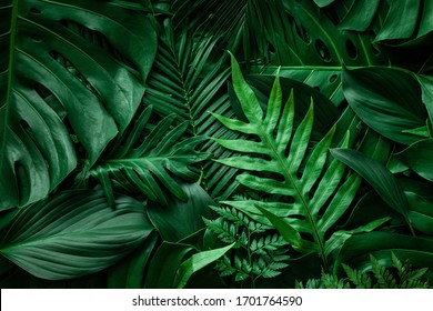 вид природы крупным планом на фоне зеленых листьев и пальм. Flat lay, концепция темной природы, тропический лист
