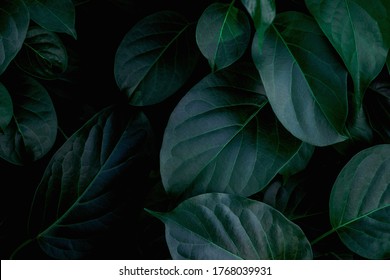 Closeup Nature View Of Green Leaf Background And Dark Tone