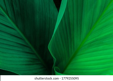 closeup nature view of green leaf on background and sunlight, fresh wallpaper banner concept - Shutterstock ID 1779255095