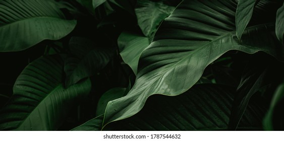 Closeup Nature View Of Green Leaf And Water Drop, Dark Wallpaper Concept, Nature Background, Tropical Leaf