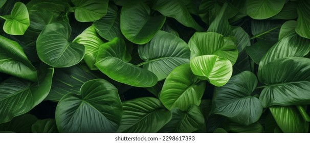 closeup nature view of green leaf and palms background. Flat lay, dark nature concept, tropical leaf - Powered by Shutterstock