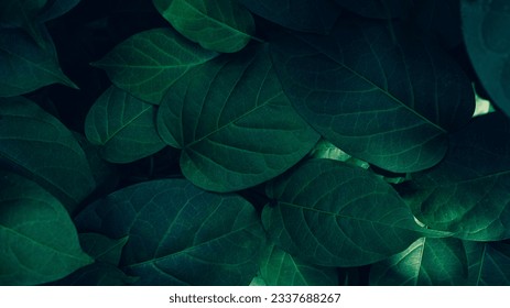 closeup nature view of green leaf and palms background. Flat lay, dark nature concept, tropical leaf - Shutterstock ID 2337688267
