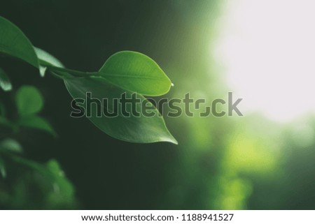 Similar – monster Leaf Green