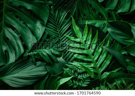 closeup nature view of green leaf and palms background. Flat lay, dark nature concept, tropical leaf Foto stock © 