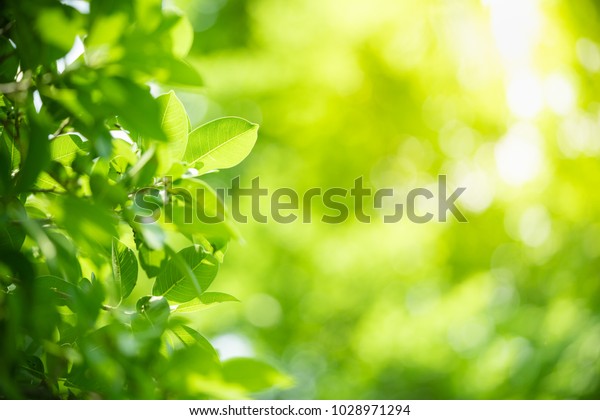 庭のぼかした緑の背景に緑の葉の自然の自然の眺め エコロジー 新鮮な壁紙コンセプとして使用するコピースペースを使用して 緑の葉を自然の自然の背景に接写 の写真素材 今すぐ編集