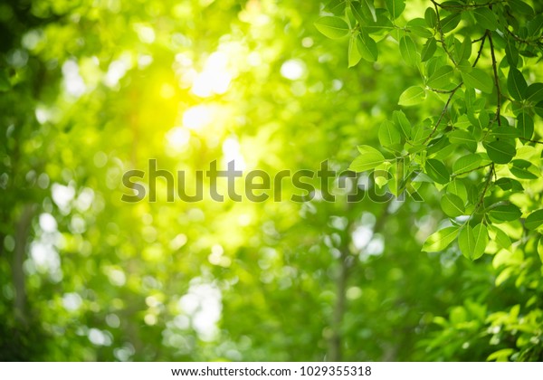 庭のぼかした緑の背景に緑の葉の自然の自然の眺め エコロジー 新鮮な壁紙コンセプとして使用するコピースペースを使用して 自然の背景に緑の葉を接写します の写真素材 今すぐ編集