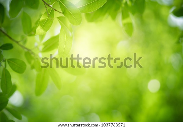 庭のぼかした緑の背景に緑の葉の自然の自然の眺め エコロジー 新鮮な壁紙コンセプとして使用するコピースペースを使用して 自然の背景に緑の葉を接写します の写真素材 今すぐ編集