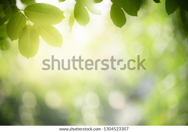 庭のぼかした緑の背景に緑の葉の自然の自然の風景 エコロジー 新鮮な壁紙コンセプとして使用するテキスト用のコピースペースを使用して 緑の葉を自然の自然の背景に接写 の写真素材 今すぐ編集