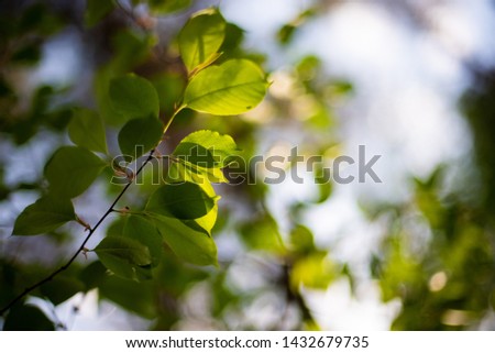 Closeup nature view of green leafs on blurred greenery background in garden with copy space using as background natural green plants landscape, ecology, fresh wallpaper concept.