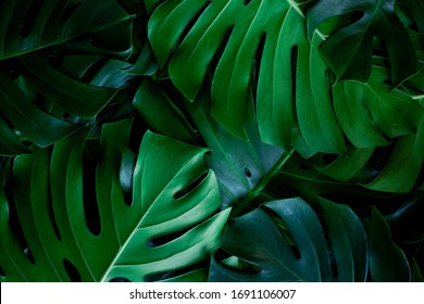 Green Monstera Leaf Images Stock Photos Vectors Shutterstock