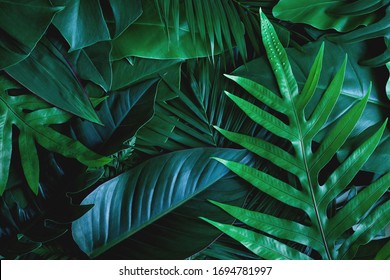closeup nature view of green monstera leaf and palms background. Flat lay, dark nature concept, tropical leaf - Shutterstock ID 1694781997