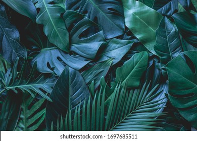 closeup nature view of green monstera leaf and palms background. Flat lay, dark nature concept, tropical leaf - Shutterstock ID 1697685511