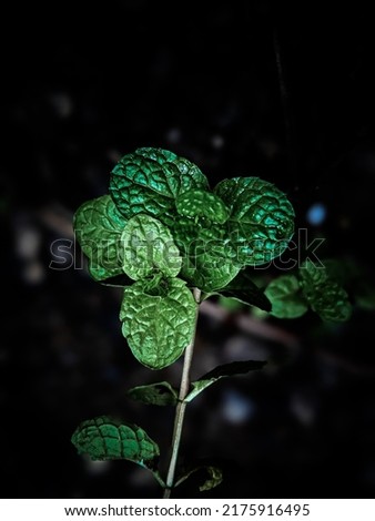 Similar – Image, Stock Photo Lights in the forest