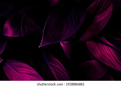 closeup nature view of purple leaves background, dark nature concept Foto Stok