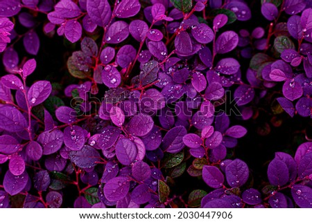 closeup nature view of purple leaves background, abstract leaf texture
