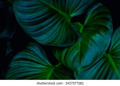 Closeup Nature View Of Tropical Leaves Background, Dark Nature Concept