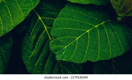 Closeup Nature View Of Tropical Leaves Background, Dark Nature Concept.