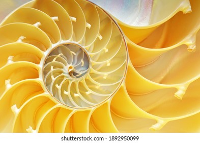 オウムガイ の画像 写真素材 ベクター画像 Shutterstock