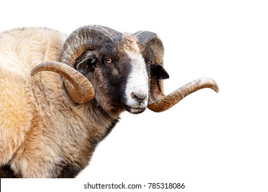 Closeup of Navajo Churro Sheep with big, long horns - Isolated on white