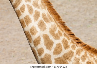 Closeup A Neck Of A Giraffe