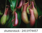 Closeup of Nepenthes,  Carnivorous Pitcher Plants