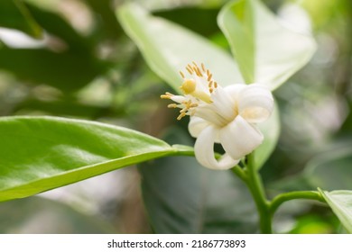 Close-up Of Neroli Blossom Of Bitter Orange Tree, Citrus Plant Bloom Used In Essential Oil Production, Soft-focus Background With Copy Space