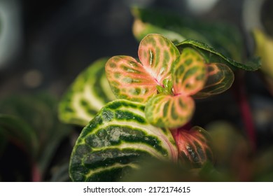 Close-up Of Nerve Plant (Fittonia Albivenis)