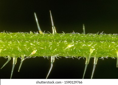 Close-up Of The Nettle, Urtica Dioica