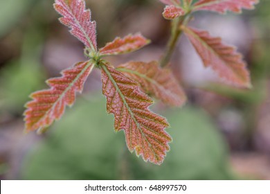 Closeup of New Bur Oak Leaves