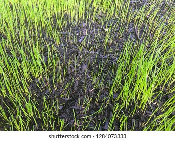 Closeup Of New Grass Seed Sprouting In Week One With Bright Green New Blades Of Grass Starting To Fill In Bare Lawn With Rich Dark Topsoil.