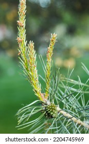 Close-up Of New Growing Blooming Blossoming Sprouts On Branch Of Fir Spruce Tree In Spring Evergreen Forest. Nature, Spring, New Life, Ecosystem, Flora, Environment. Vertical, Selective Focus, Macro.