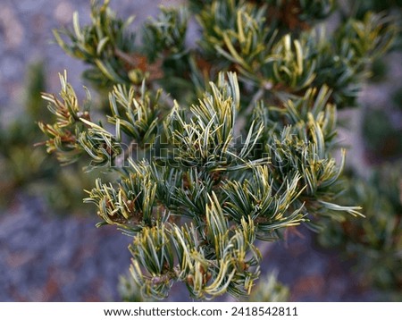 Closeup of the new growth of the green leaves with creamy golden banding of the evergreen pine conifer pinus parviflora fukai.