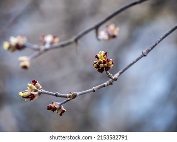 Closeup New Leaves That Starting Grow Stock Photo 2153582791 | Shutterstock