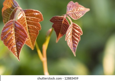 Close-up Of New Poison Ivy Leaves At Sunrise.