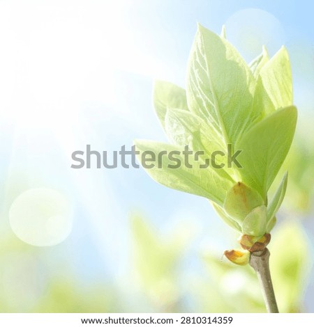 Close-up of a new spring bud with delicate green leaves unfurling on a thin branch, set against a soft, blurred background of blue sky and bokeh lights.