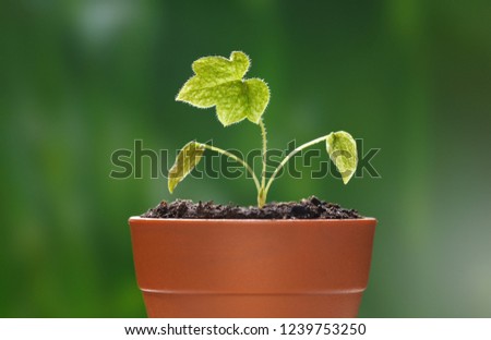 Similar – Foto Bild Junge Chili Pflanze auf dem Balkon