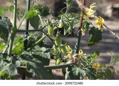 Closeup Of New Tomato Fruits On Roma Tomato Vine