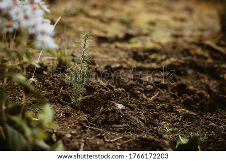 Closeup of a new tree planted in forest. Reforestation after deforestation.