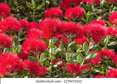 closeup of New Zealand Christmas tree red flowers in bloom