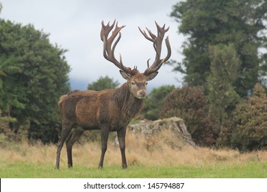 Closeup Of New Zealand Red Stag With Huge Rack Looking At Camera